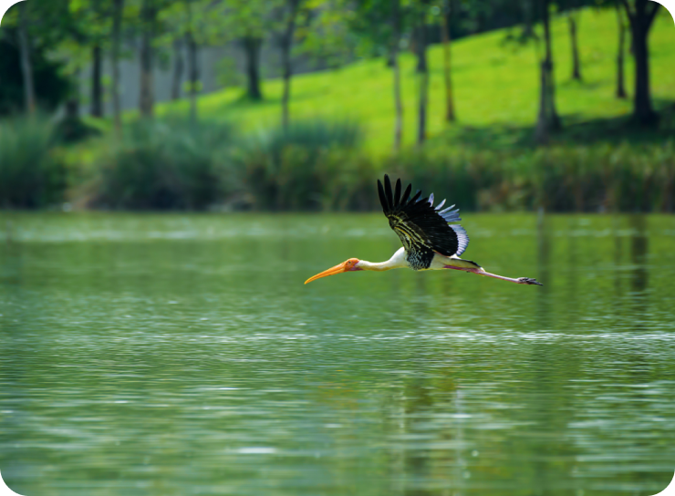 Putrajaya Wetland Park
